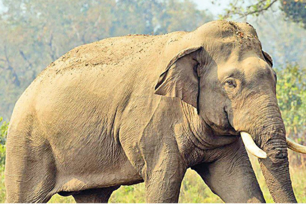 हात्तीको कहरबाट जोगाउनेलाई मत